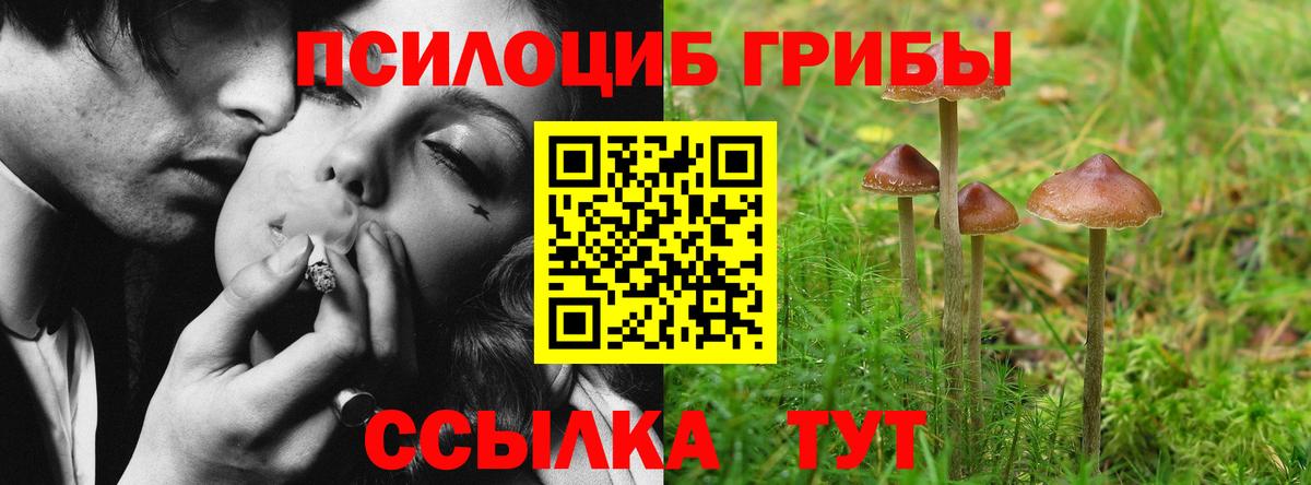 Галлюциногенные грибы Psilocybine cubensis Вязьма